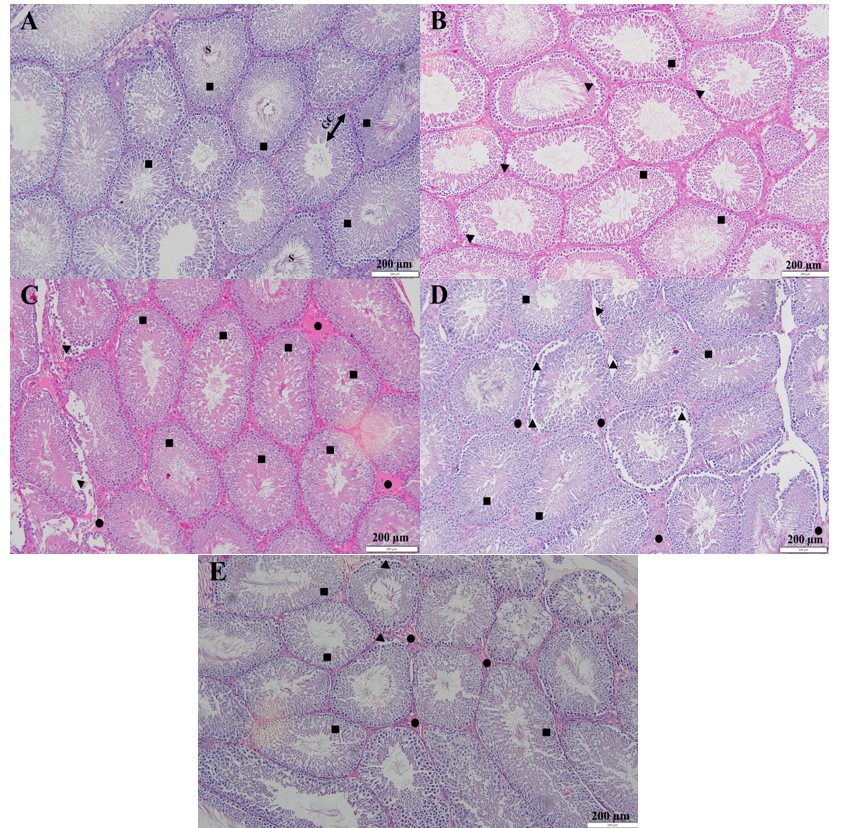 Haematoxylin and Eosin (H&E) staining of the testis sections for each experimental group. Figures were recorded under 10x magnification. (A) Control; (B) EBN; (C) Wi-Fi 1; (D) Wi-Fi 2; (E) EBNW group. S represented spermatozoa; GC represented germinal epithelium; ■ represented a normal arrangement of seminiferous tubule; ▲represented detachment/free spaces of the cells from the basement membrane; ● showed pink edematous lesion (shading different in Figure 1B to 1E)