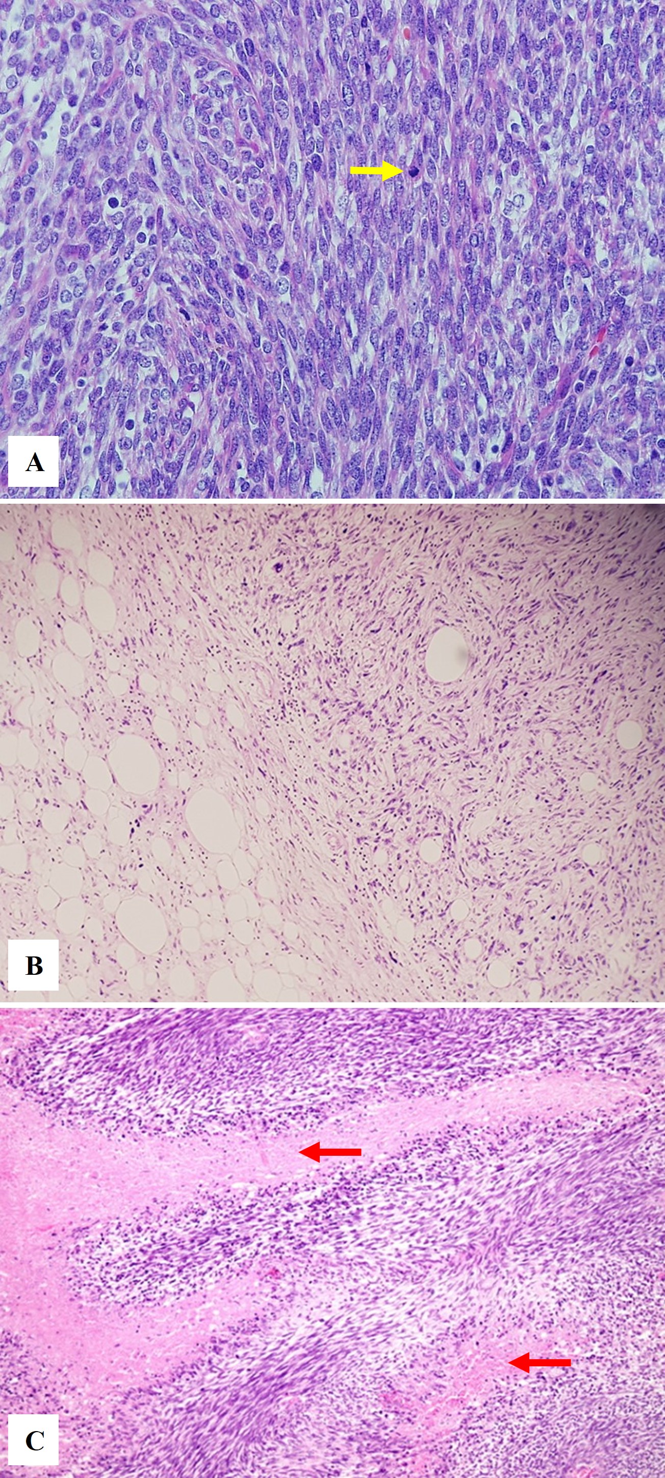FIGURE 1: Conceptual framework