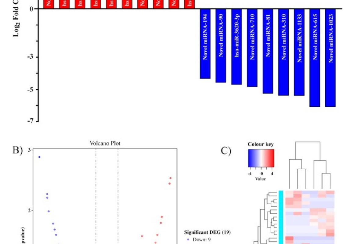 Analysis of miRNA expression profile with metformin treatment in high glucose-induced HUVECs (¬n = 3) (A) The differential expression of miRNAs in high glucose-induced HUVECs treated with metformin, showing both up-regulated (red) and down-regulated (blue) miRNAs; (B) a volcano plot displaying the fold change of miRNA expression in the samples (log2 fold change) with their statistical significance (-log10 (p-value)), color-coded to distinguish the significantly upregulated (red), downregulated (blue), and n
